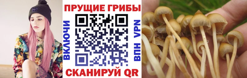 наркошоп  Короча  Псилоцибиновые грибы прущие грибы 